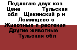 Педлагаю двух коз › Цена ­ 6 000 - Тульская обл., Щекинский р-н, Ломинцево с. Животные и растения » Другие животные   . Тульская обл.